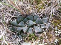 JAA 1223 Haworthia magnifica asperula.JPG