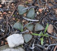 JAA 1257-Haworthia bayeri.JPG