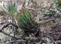 JAA 1262-Haworthia fasciata Hankey.JPG