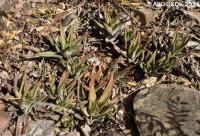 JAA 1263-Haworthia attenuata.JPG