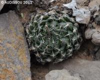 JAA 1286 Haworthia arachnoidea.JPG