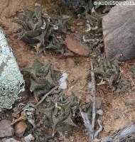 JAA 1287 Haworthia tessellata Kalgat Noord.JPG