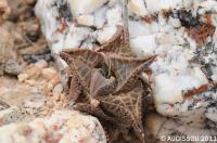 JAA 1358 Haworthia tessellata.JPG