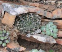 JAA 1370 Haworthia nortieri.JPG