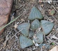 JAA 1437 Haworthia pygmea argenteo maculosa .JPG