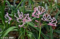 JAA 1438 Nerine humilis.jpg