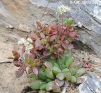 JAA 1440 Haworthia turgida suberecta Gouritz Bridge.JPG