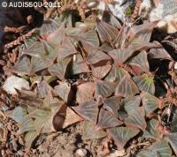 JAA 1449-Haworthia acuminata Vleesbaai2.JPG