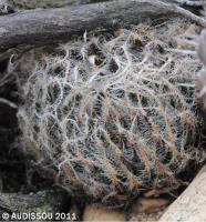 JAA 1460-Haworthia aranea Vergelegen.JPG