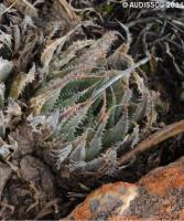JAA 1462-Haworthia marumiana viridis.JPG