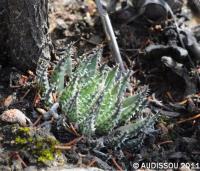 JAA 1464-Haworthia herbacea Sandberg Hills.JPG