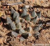 JAA 1466-Haworthia pubescens Sandberg Hills.JPG