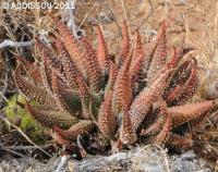 JAA 1468-Haworthia maxima Dublin, S. of Worcester.JPG