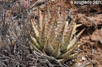 JAA 1470-Haworthia maxima.JPG