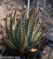JAA 1473-Haworthia pumila.JPG