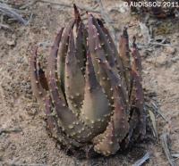 JAA 1482-Haworthia pumila.JPG