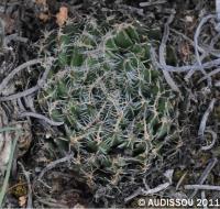 JAA 1486-Haworthia arachnoidea.JPG