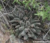 JAA 1488-Haworthia pumila.JPG