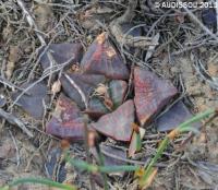 JAA 1499-Haworthia enigma, N. Riversdale..JPG
