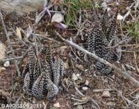 JAA 1501-Haworthia minima, Swartheuvel 16 km S. Riversdale.JPG