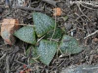 JAA 1505-Haworthia splendens.JPG
