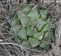 JAA 1510-Haworthia retusa.JPG