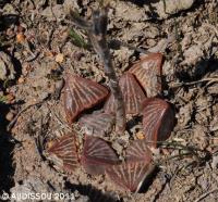 JAA 1520-Haworthia fusca.JPG