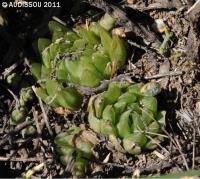 JAA 1534-Haworthia mucronata sakai.JPG