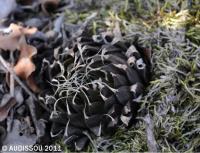 JAA 1535-Haworthia sp..JPG