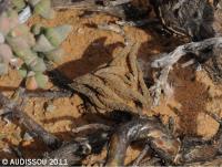 JAA 1538-Haworthia nigra.JPG