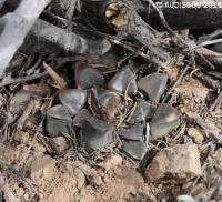 JAA 1544-Haworthia bayeri.JPG