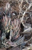 JAA 1547-Haworthia herrei.JPG