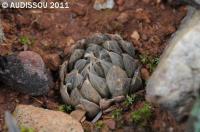 JAA 1553-Haworthia cooperi Cambria Baviaanskloof.JPG