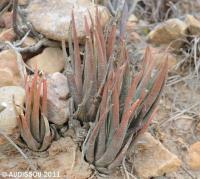 JAA 1554-Haworthia longiana albinota Elandsrivier Road, NW Patensie.JPG