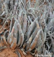JAA 1566-Haworthia radula.JPG