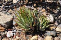 JAA 1572-Haworthia fasciataMelon.JPG