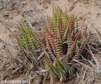 JAA 1577-Haworthia fasciata.JPG