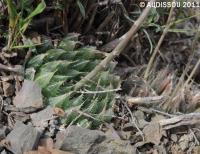 JAA 1583-Haworthia pringlei.JPG
