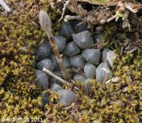 JAA 1585-Haworthia cooperi pilifera.JPG