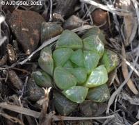 JAA 1587-Haworthia cooperi delsiana Eastpoort.JPG