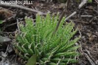 JAA 1596- Haworthia xiphiophylla NW Uitenhage.JPG