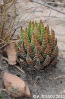 JAA 1601-Haworthia fasciata Malabar.JPG