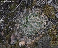 JAA 1607-Haworthia cangoensis.JPG