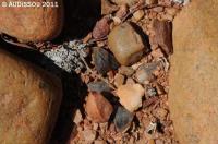 JAA 1613-Haworthia bayeri.JPG