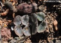 JAA 1614-Haworthia truncata.JPG