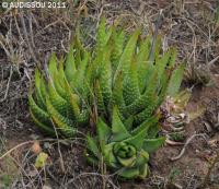 JAA 1615-Haworthia kingiana.JPG