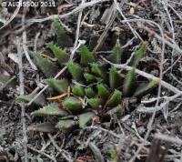 JAA 1617-Haworthia chlorantha denticulifera.JPG