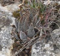 JAA 1620-Haworthia minima .JPG