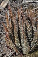 JAA 1624-Haworthia pumila .JPG