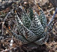JAA 1625 Haworthia pumila .JPG